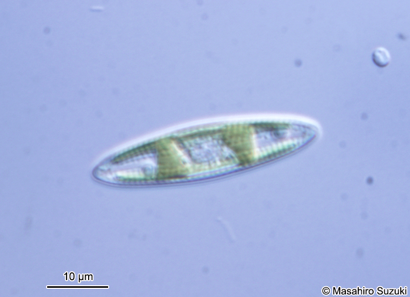 フネケイソウ科 Naviculaceae